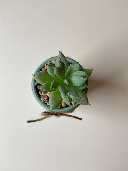 Patina Jar Single Succulent