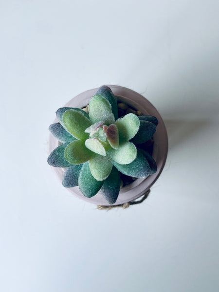 Blush Pink Crown Mason Jar with Single Succulent